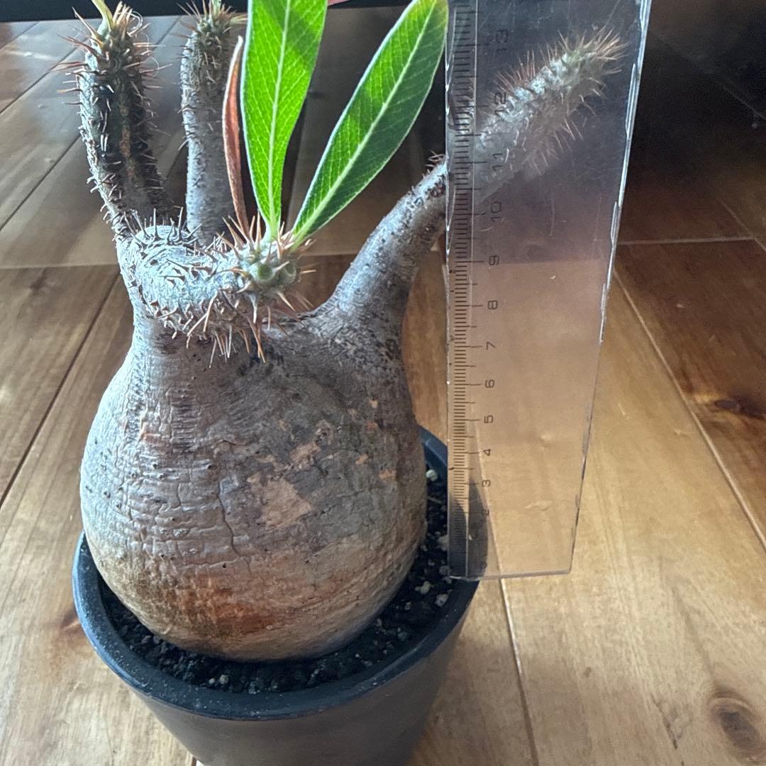 パキポディウム グラキリス　現地株