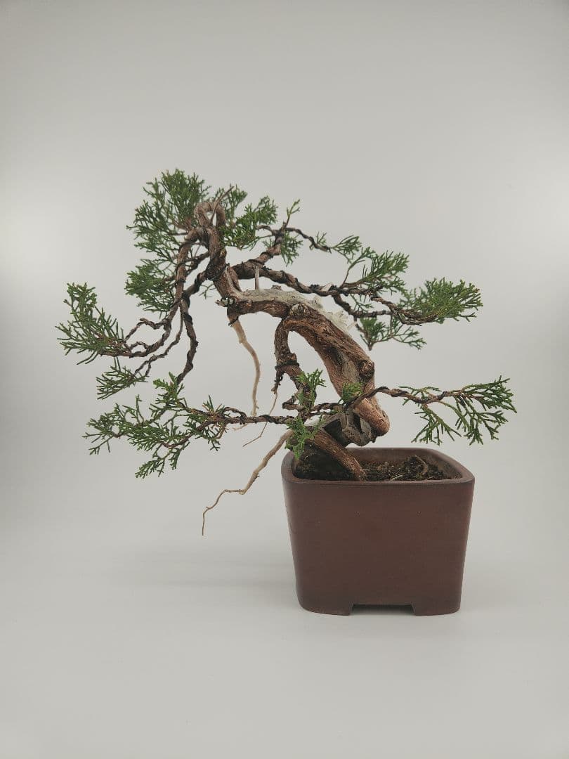 小品 模様木 糸魚川真柏盆栽 五葉松盆栽 真柏盆栽 懸崖 真柏 黒松 赤松 五葉