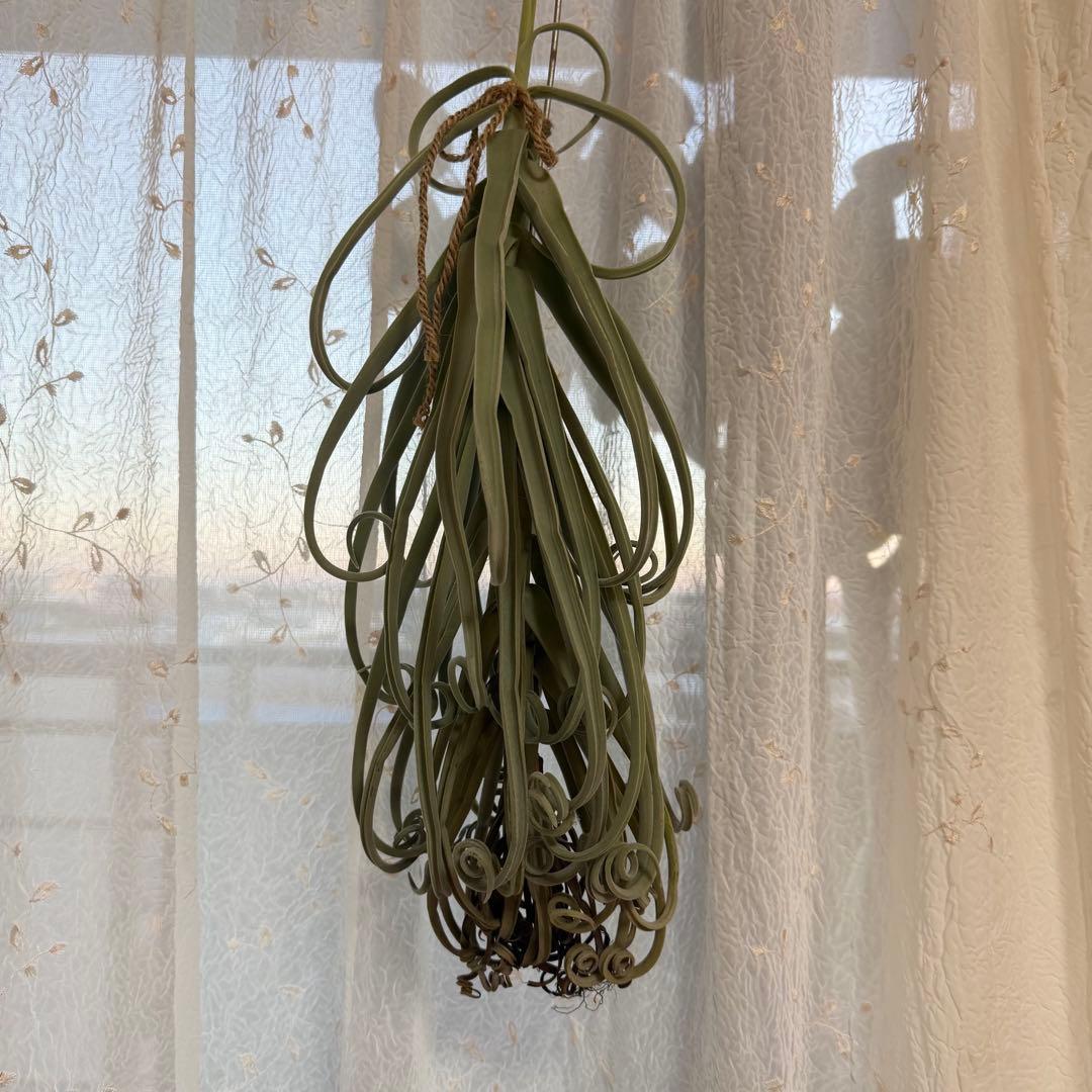 チランジア ドゥラティ 大株 超ロング 希少サイズ 現品