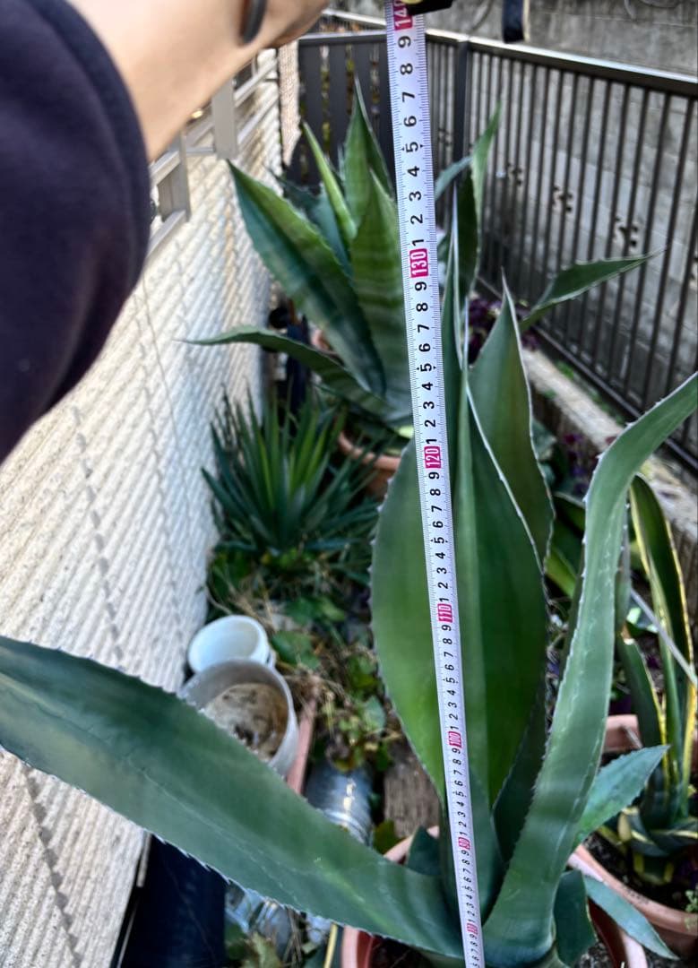 特大‼️ レア‼️ 極耐寒性モンスター アガベ シグマトフィラ