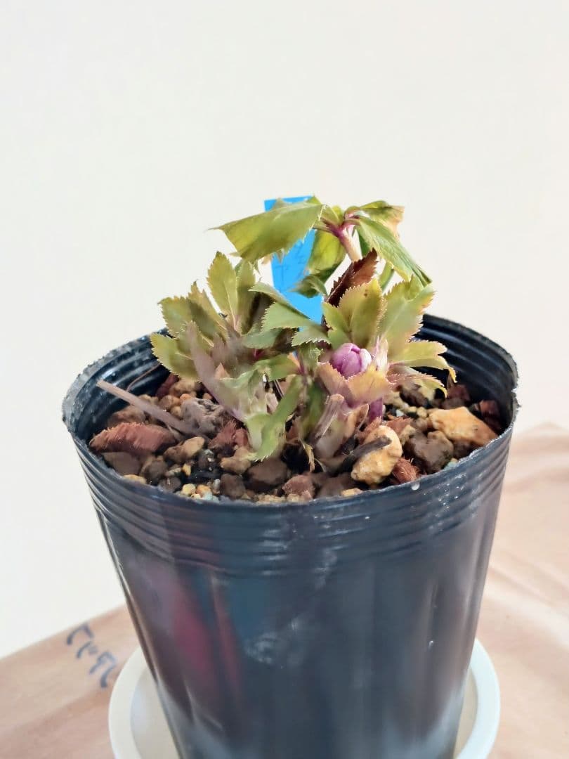 クリスマスローズ株分け