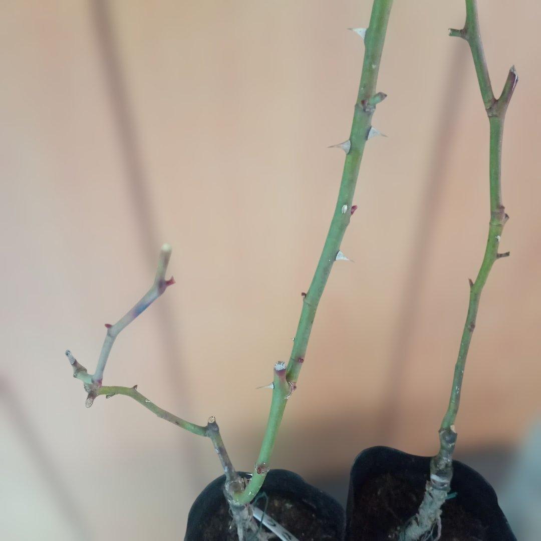 かおりんご様 確認用