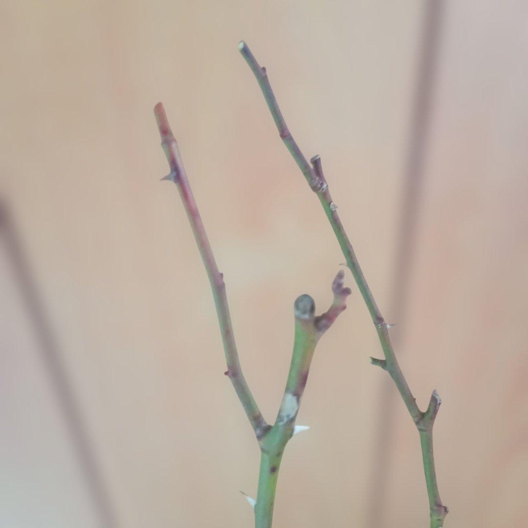 かおりんご様 確認用