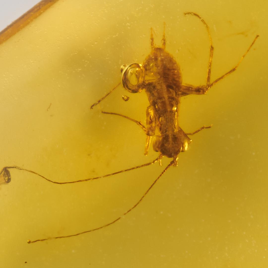 レア極上品 PA137虫入り琥珀化石　ミャンマーカムティかタナイ9900万年前