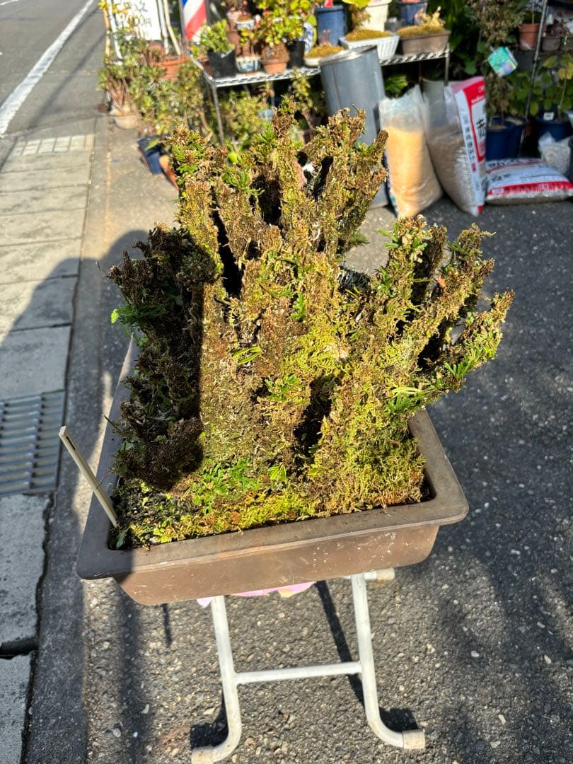 NO １０ イワヒバ(岩松) 物凄い幹の 数 30年物 投売り