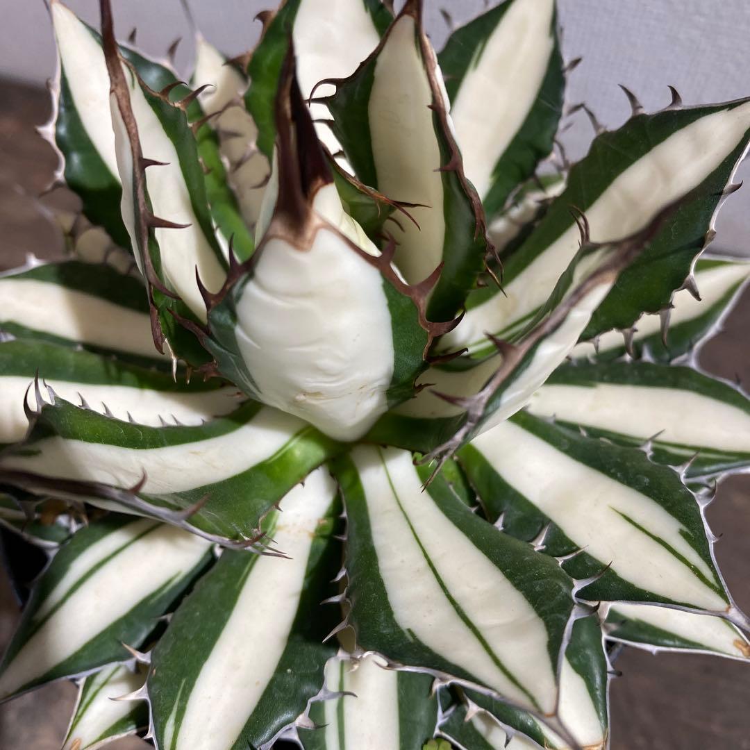 アガベ　ホリダ白中斑入　極上3