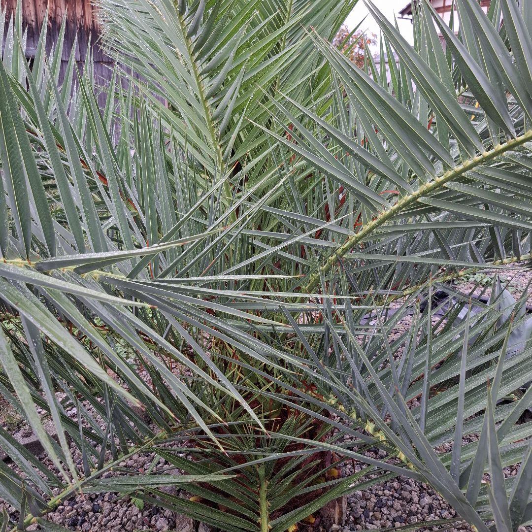 フェニックス カナリーヤシ 特大 (引き取り限定)