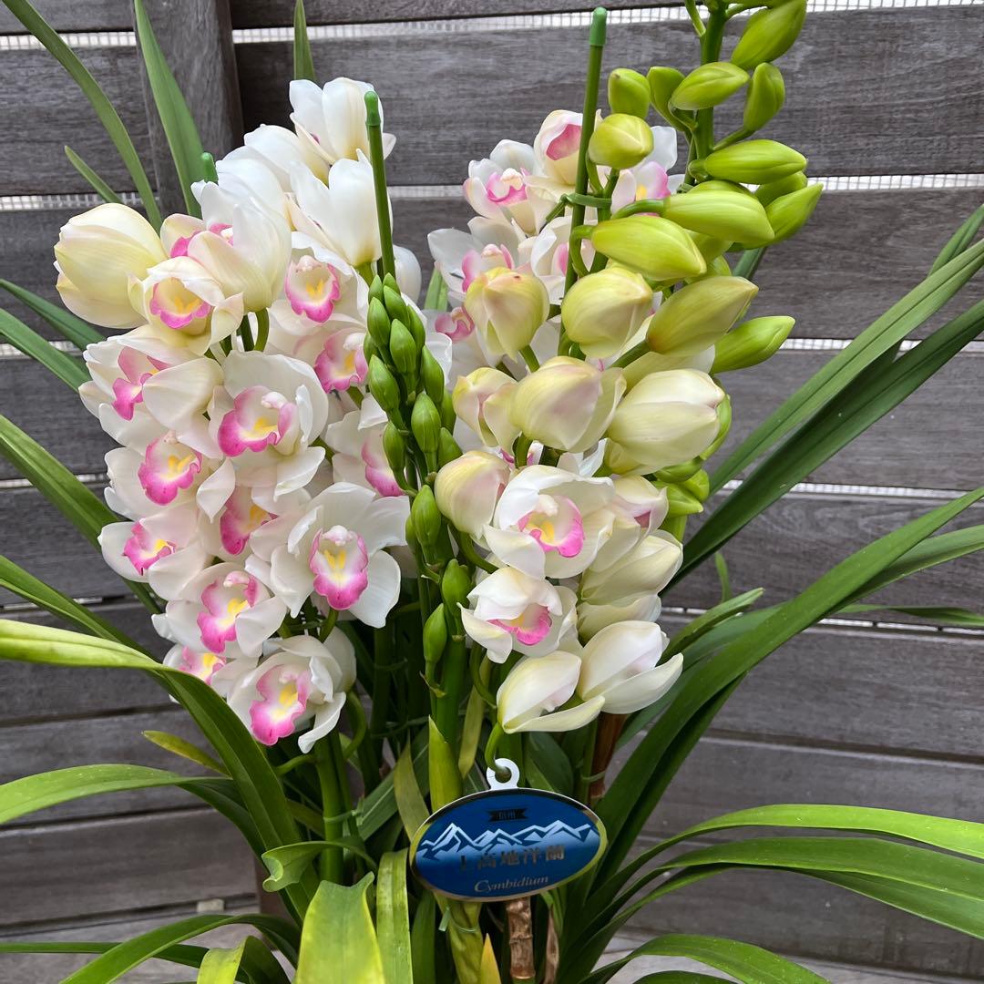 クリスマスローズ様 リクエスト 2点 まとめ商品　シンビジューム