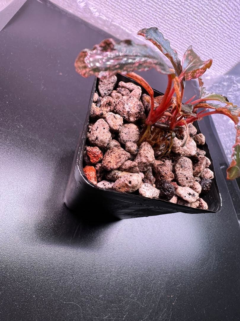 水草 Bucephalandra sp. Variegata Pink