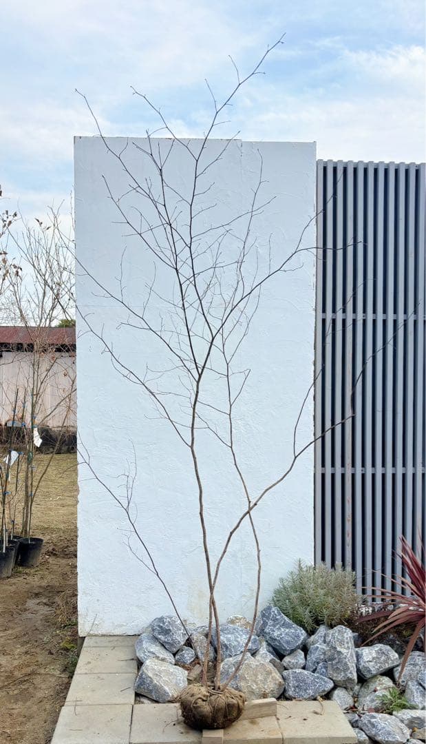 美形。山採りクロモジ2.6M(鉢底から)品番D