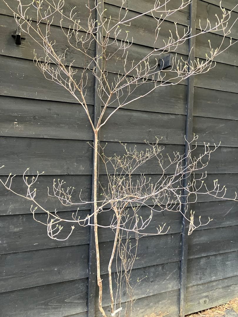 40 山採り　バイカツツジ