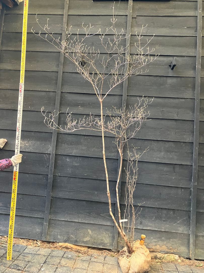 40 山採り　バイカツツジ