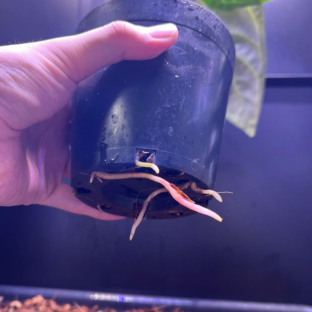 サイズ特大葉❗️超絶希少❗️アンスリウムレガレダークフォーム 新葉展開中✨️