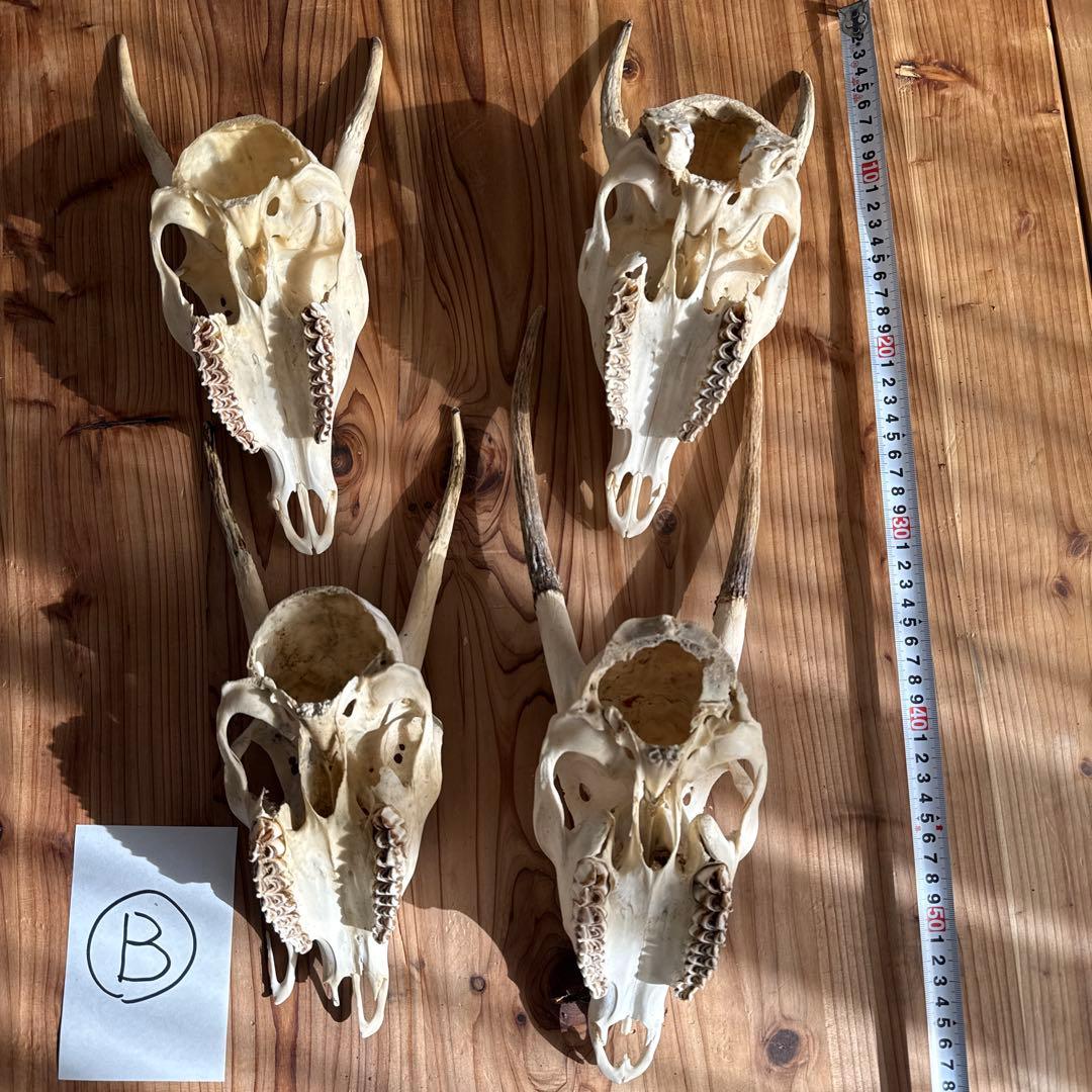 鹿の角スカル　珍品4個　日本鹿　約30〜40cm 出品禁止品に該当しません