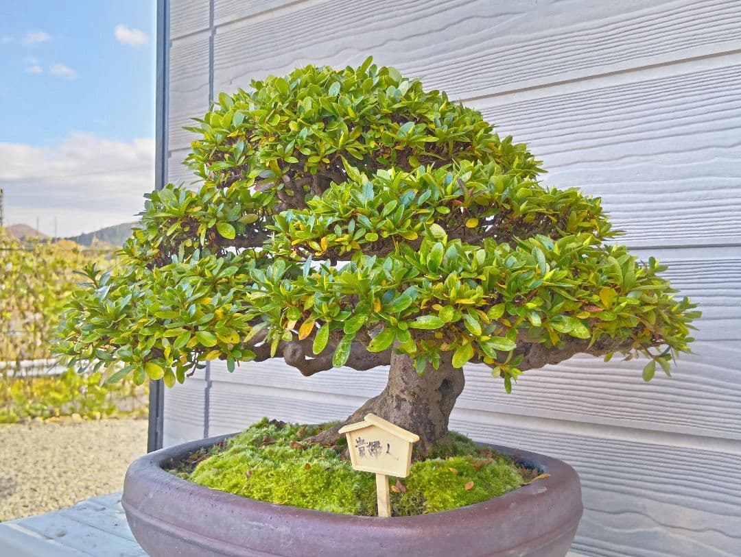 ‼️盆栽‼️皐月盆栽‼️貴婦人‼️