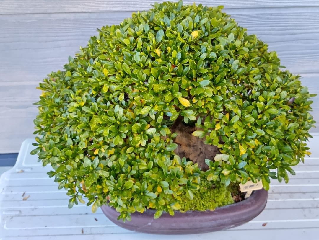 ‼️盆栽‼️皐月盆栽‼️貴婦人‼️