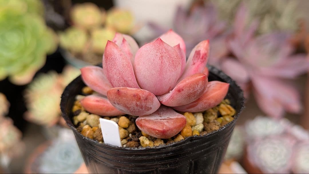 血斑入りアリエル 韓国苗 葉挿し 多肉植物 血しぶき