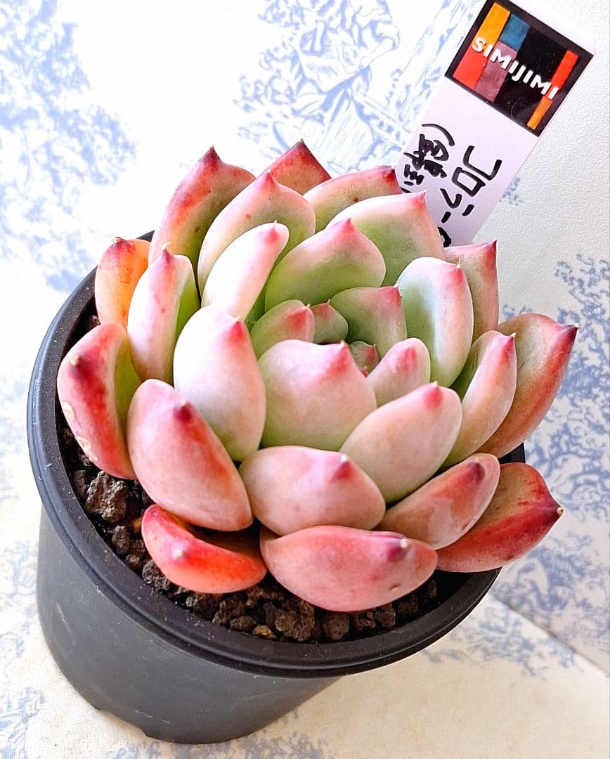 チョコ様 リクエスト 2点 まとめ商品