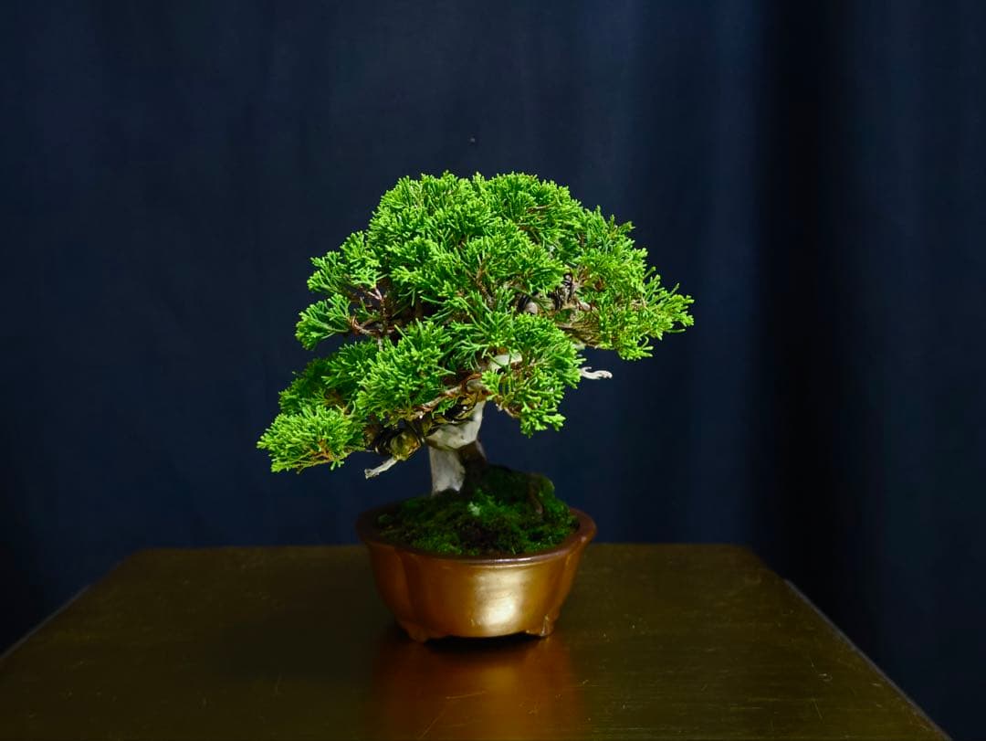 超逸品　糸魚川真柏　小品盆栽　葉性抜群　真柏　盆栽　樹高18cm