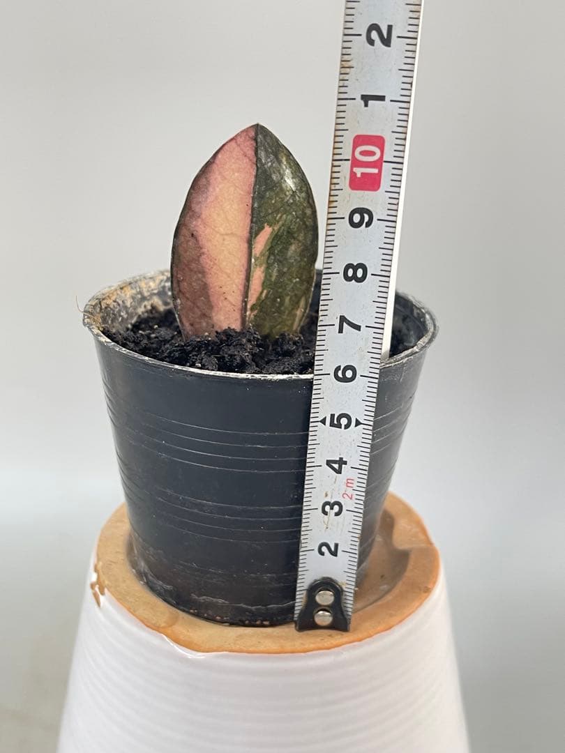 ザミオクルカス ブラック ピンクバリエガータ斑入りZZ plant 13