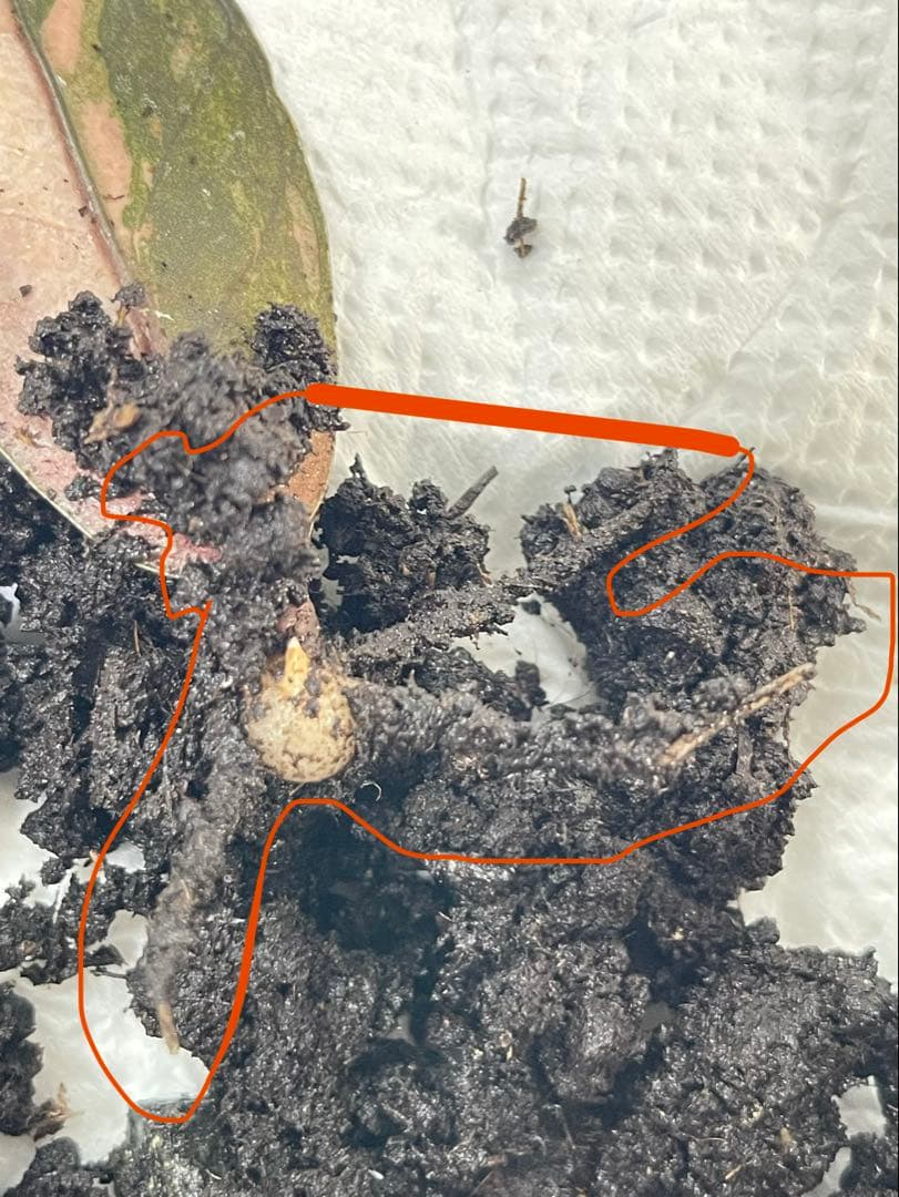 ザミオクルカス ブラック ピンクバリエガータ斑入りZZ plant 13