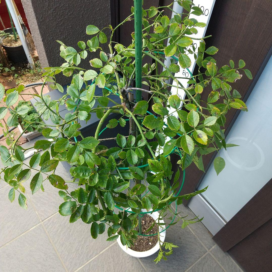 スタンダード仕立てバラ苗(ウィーピングST.スーパーエクセルサ)