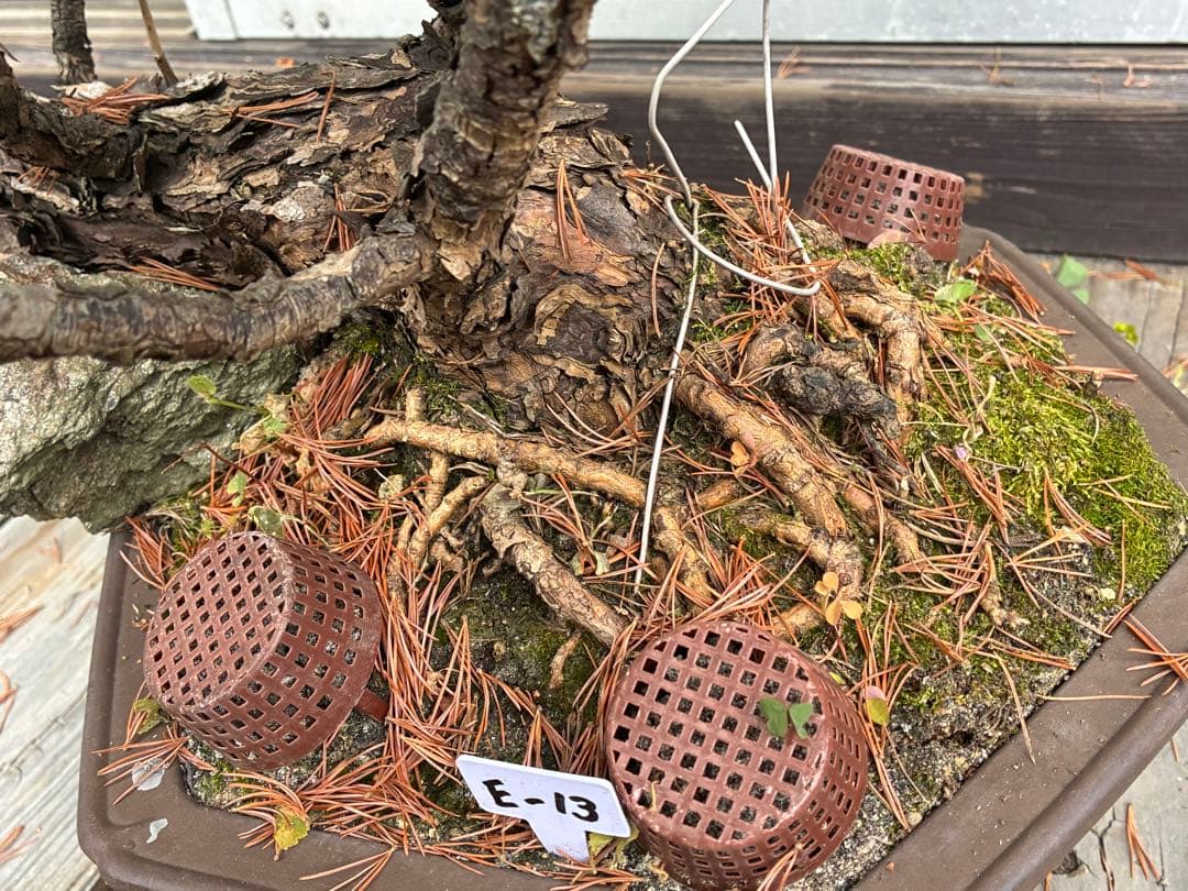 ★盆栽★ 赤石五葉松　E-13 樹齢50年以上　★愛媛県より発送★