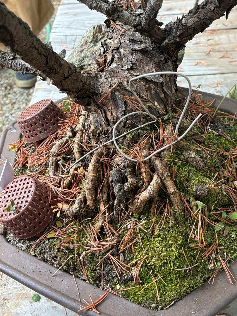 ★盆栽★ 赤石五葉松　E-13 樹齢50年以上　★愛媛県より発送★