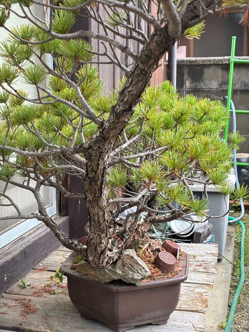 ★盆栽★ 赤石五葉松　E-13 樹齢50年以上　★愛媛県より発送★