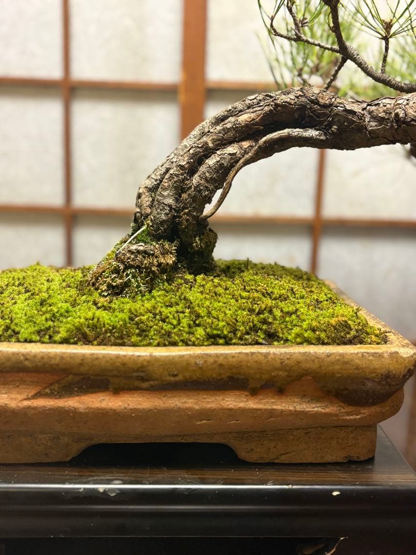 ニコル 黒松盆栽！フォロワー様170人記念！値下げ❗️鉢が珍しい陶器です❗️