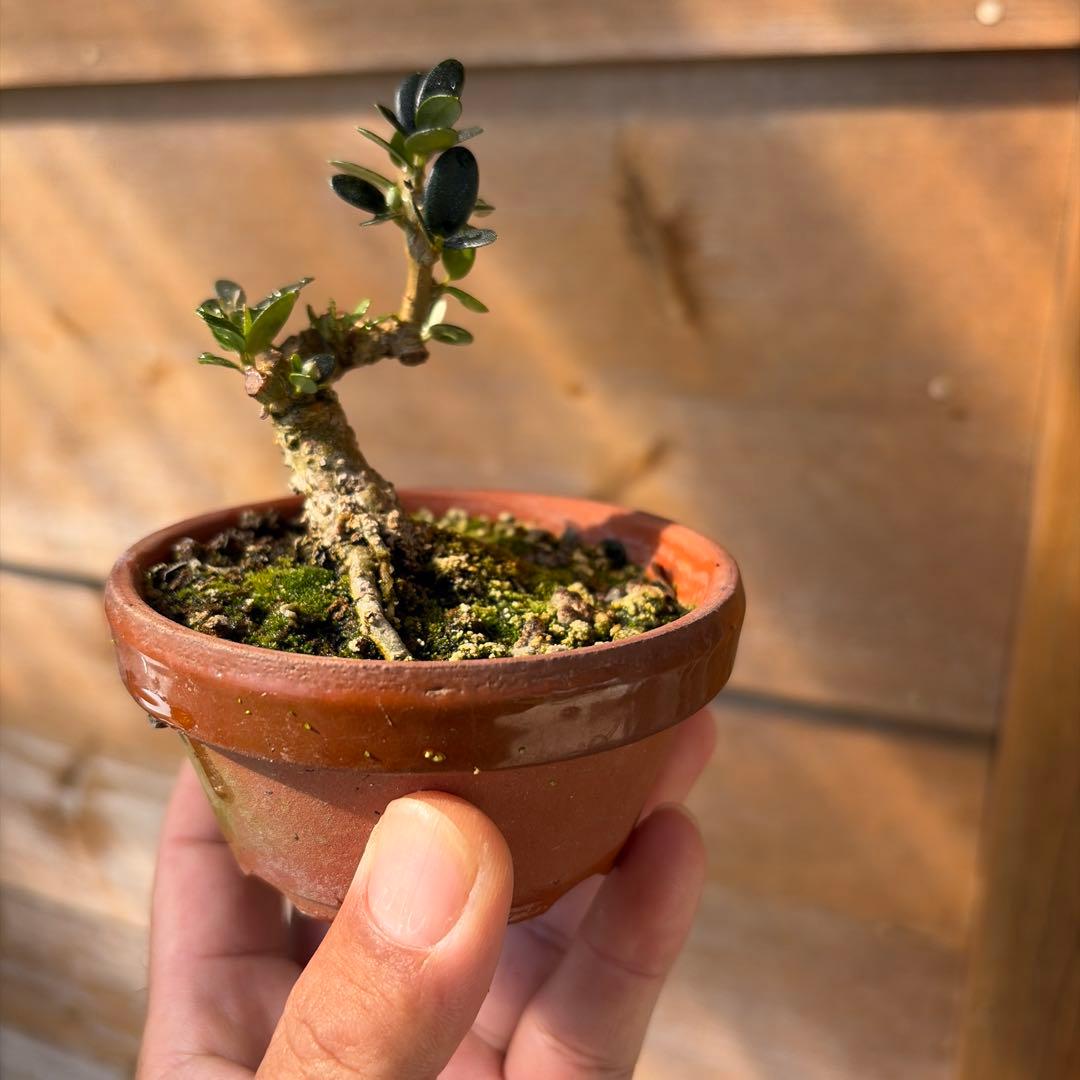 姫オリーブ小品盆栽3