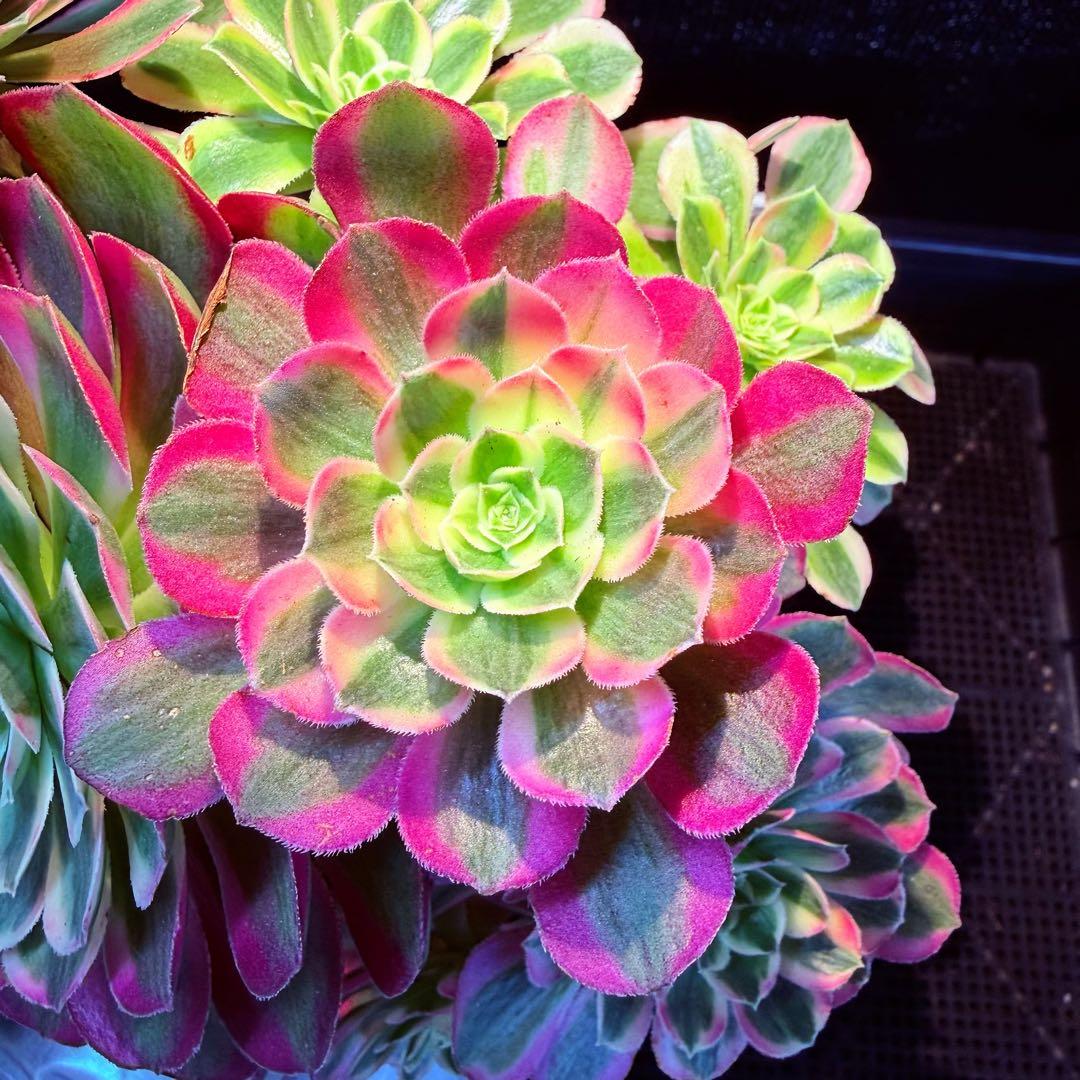 超レア新品種　アエオニウム　ロイヤルピーコック錦　(古株)法師錦　(大品)