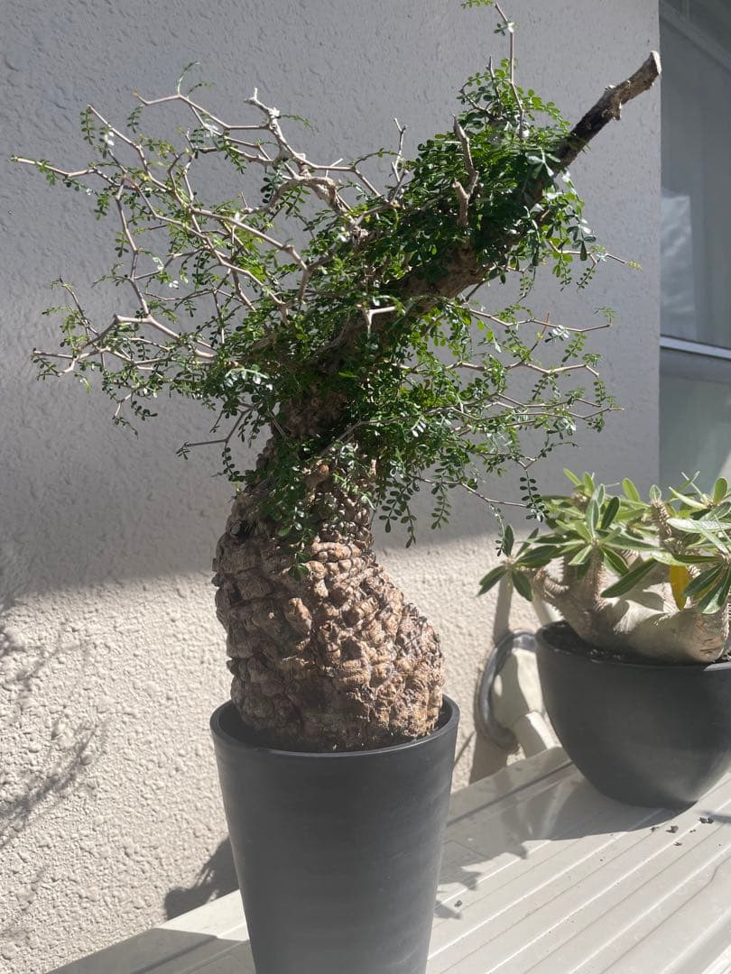 オペルクリカリアパキプス　発根3年目、パワータンクあり　最終値下げ！!