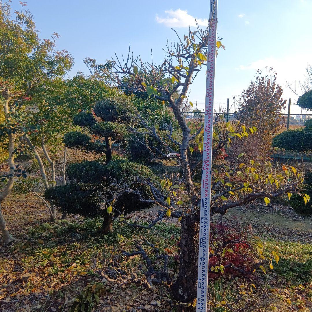 梅（白梅）庭木