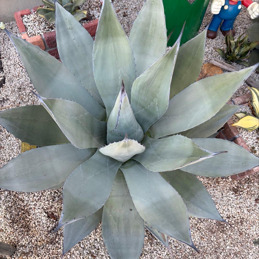 アガベ　超特大　輸入株　パリー　ネオメキシカーナ
