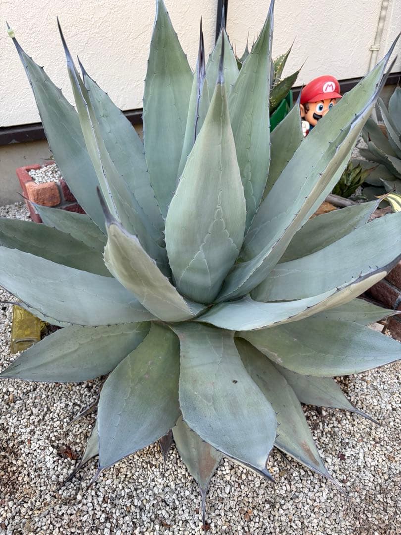 アガベ　超特大　輸入株　パリー　ネオメキシカーナ