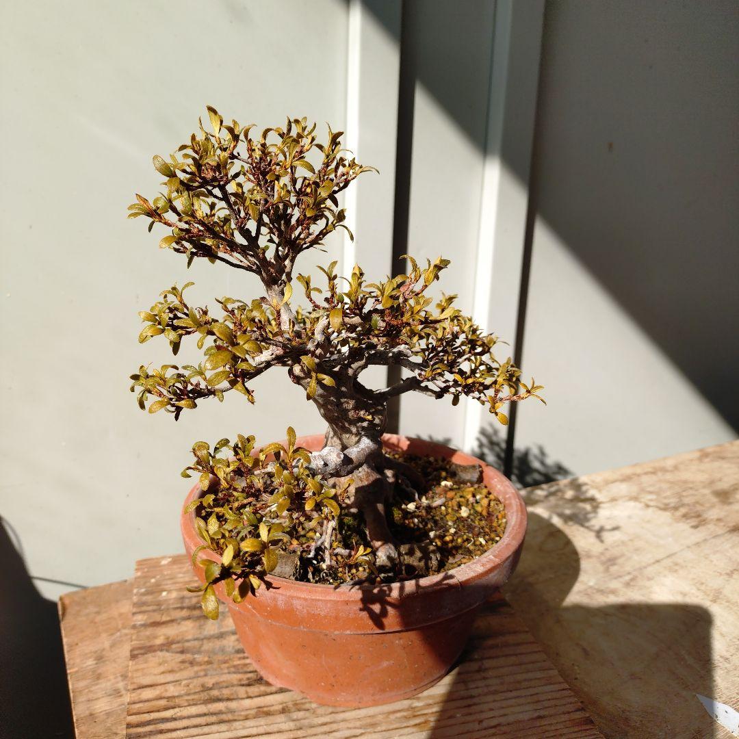 皐月盆栽　日光　高20cm