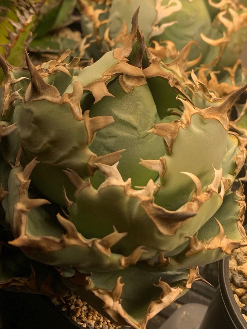 アガベ　翼竜　チタノタ　オテロイ　コレクション株　プテラノドン