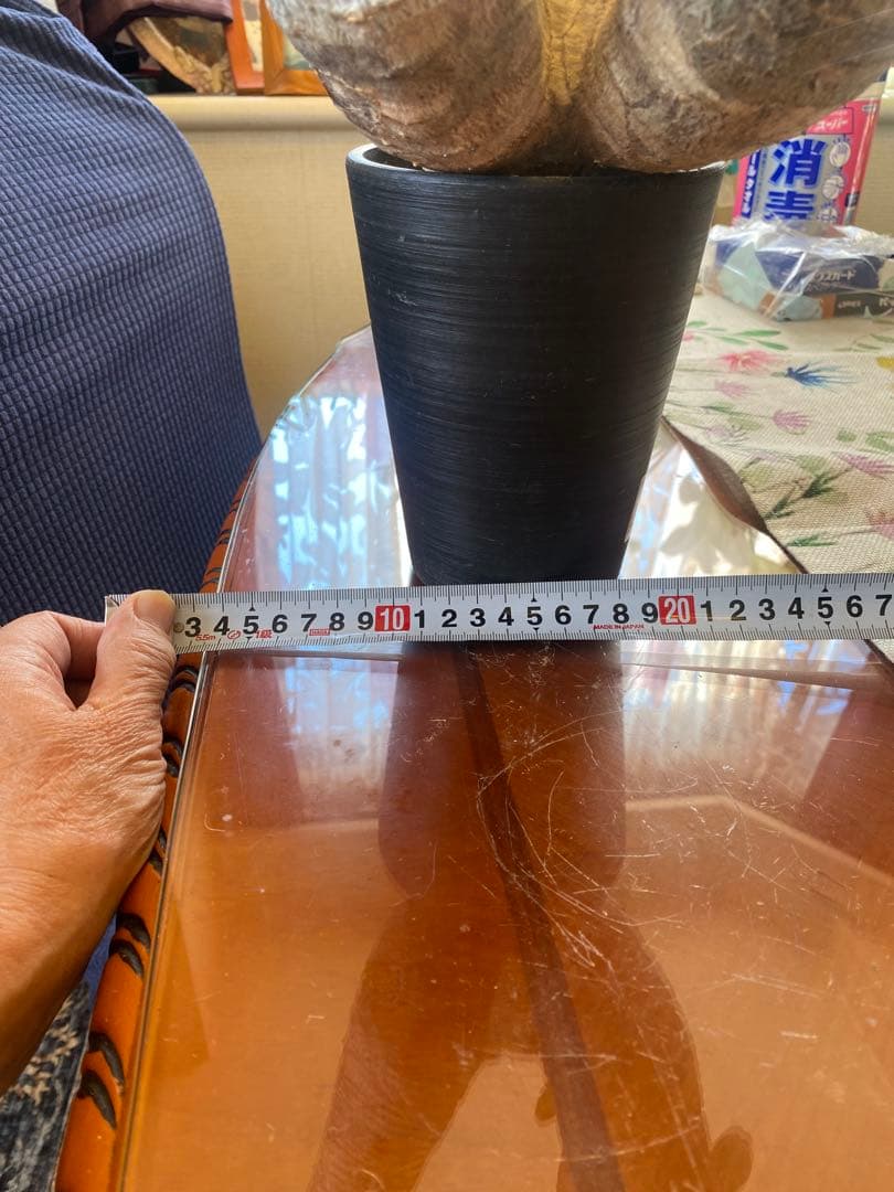 希少マカイエンセ多頭 太くてデカイ現地球 魔界球