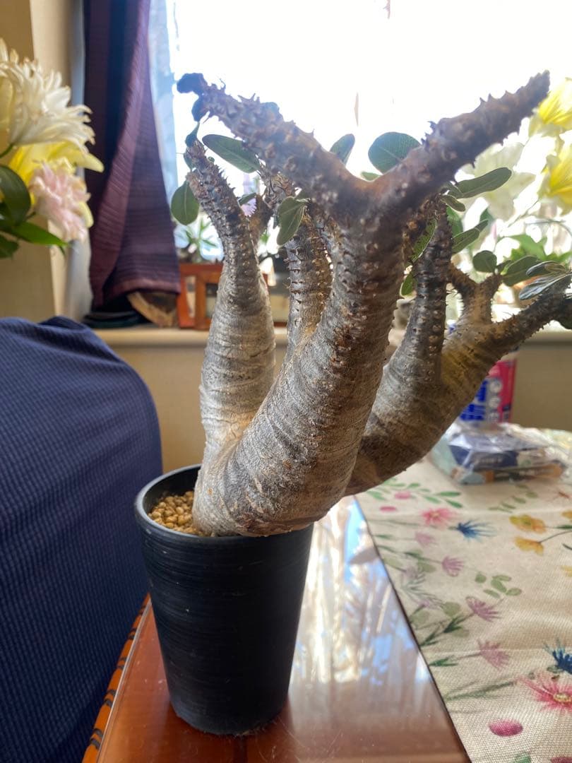 希少マカイエンセ多頭 太くてデカイ現地球 魔界球