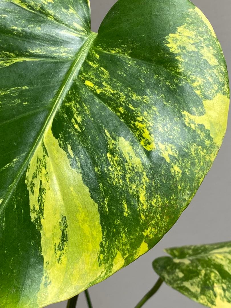 モ*～様 【切れ込みガッツリ‼️】モンステラ　イエローマリリン　黄斑　オーレア