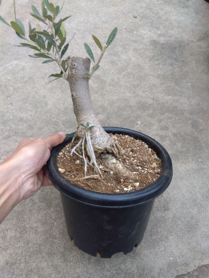 オリーブ　古木　ネバディロブランコ　6号鉢つき　幹太❗