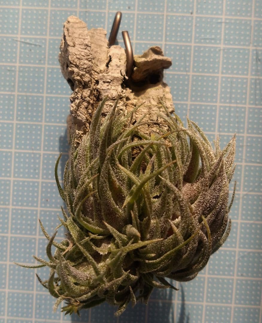 スプレンゲリアナ　クランプ　エアープランツ　チランジア