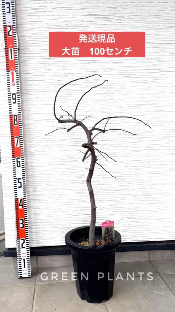 超希少✨数限定✨アメリカハナズオウ 【ルビーフォールズ】大苗　鉢付き　現品発送