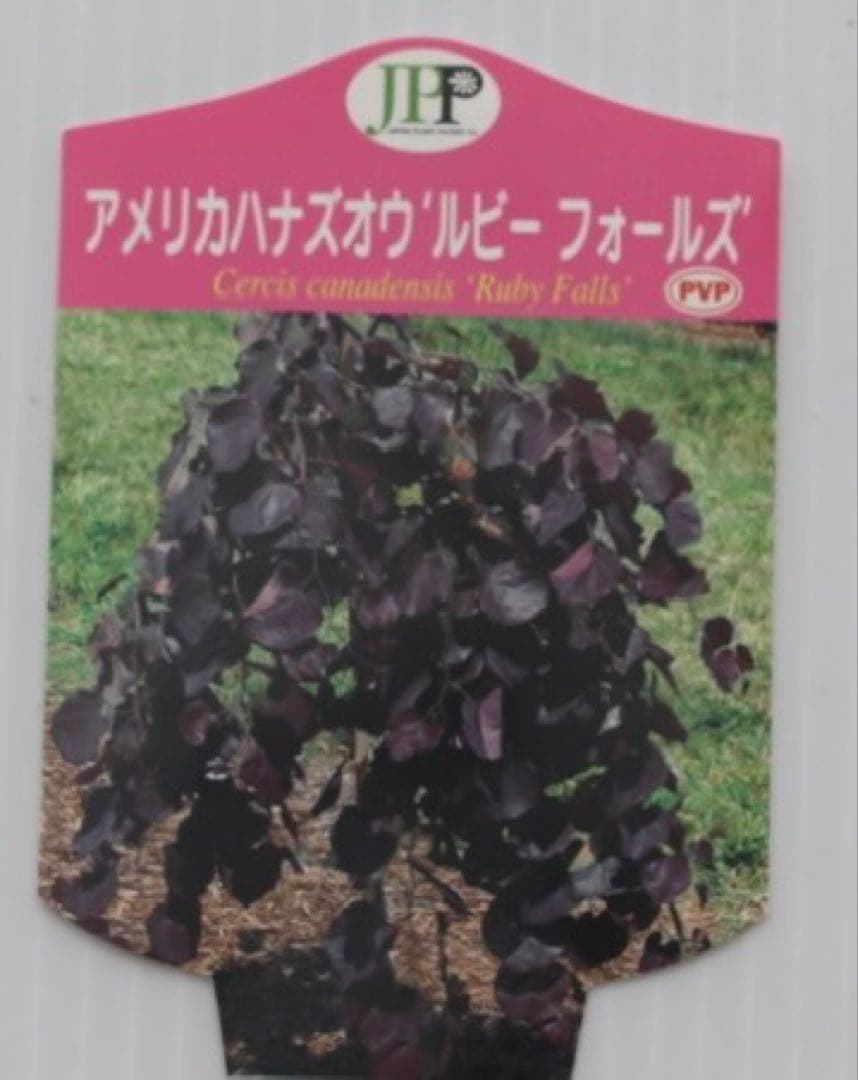 超希少✨数限定✨アメリカハナズオウ 【ルビーフォールズ】大苗　鉢付き　現品発送