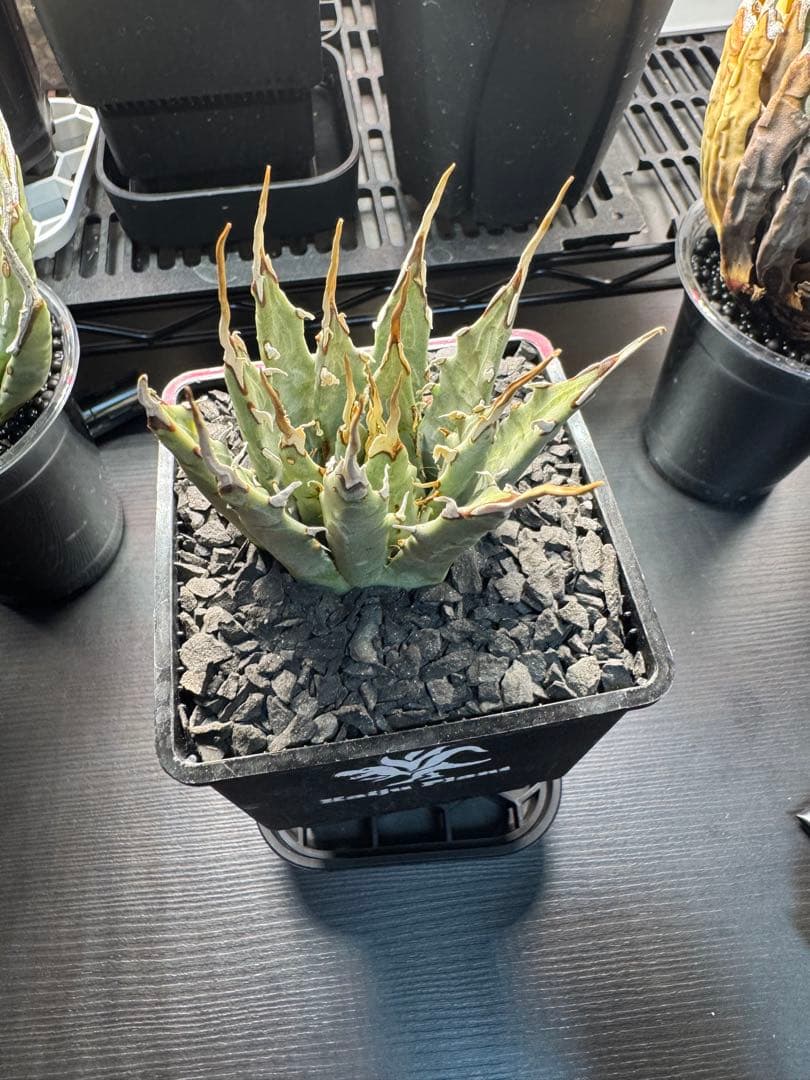 アガベ　ユタエンシス　エボリスピナ　発根済み　現地球