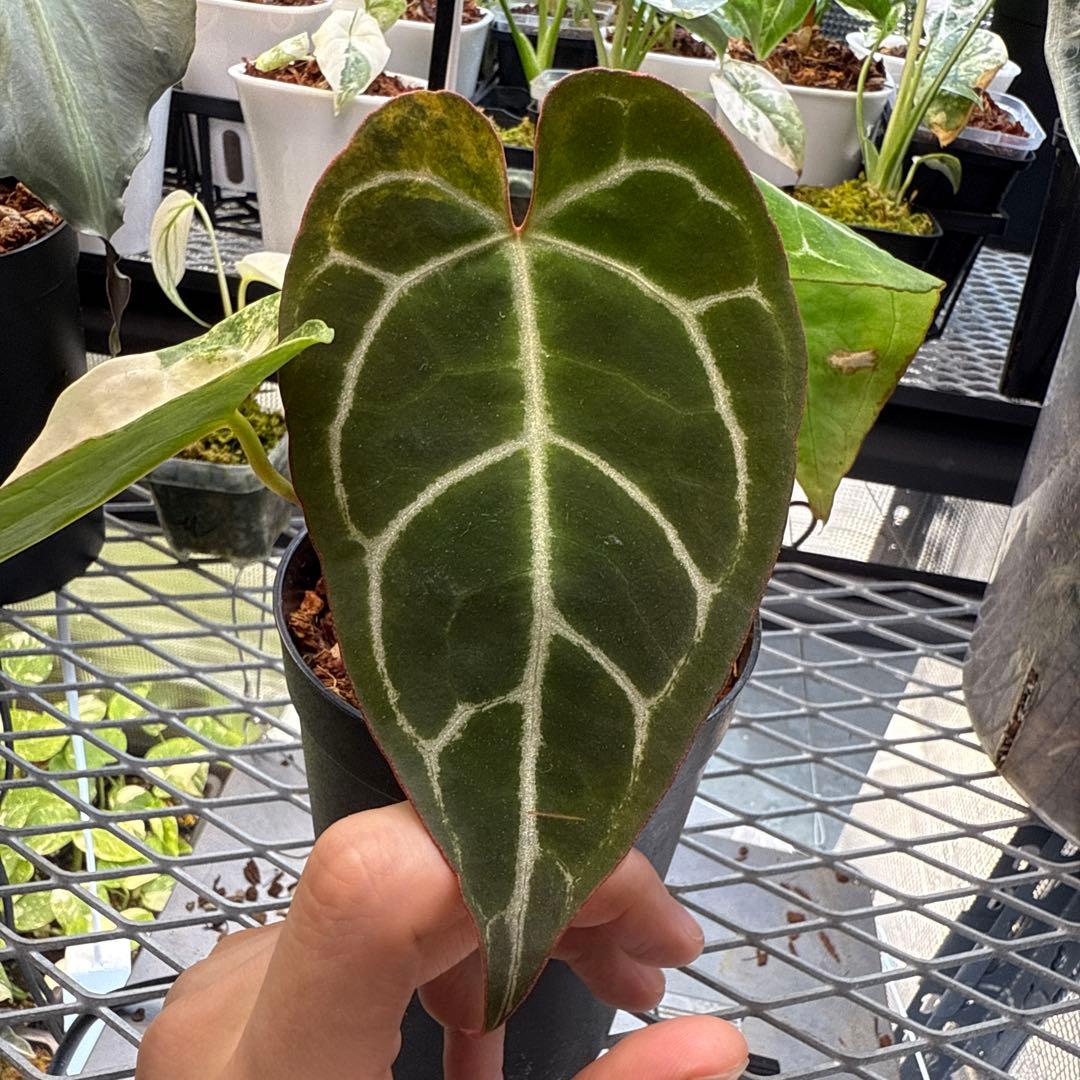 ゆ*き様 アンスリウム クリスタリナム 斑入り