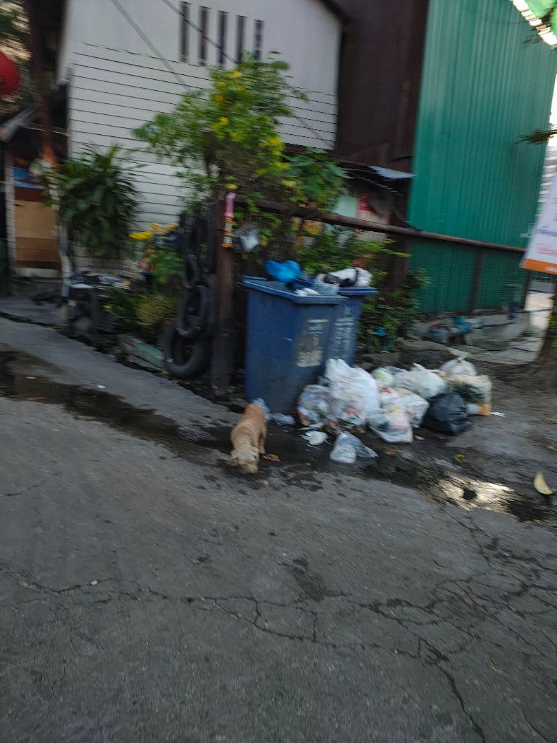 【高級品！】タイのお守りプラクルアン！九尾の狐！金運&恋愛&仕事運がアップ！