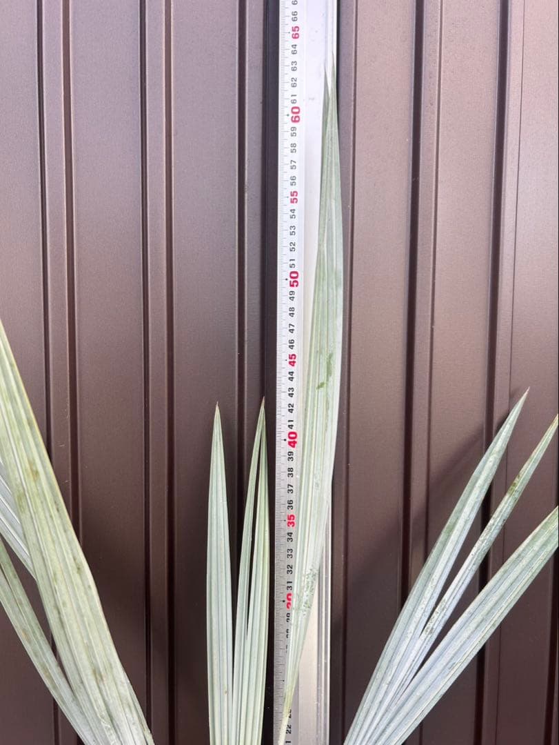 ブラヘア アルマータ K特白個体