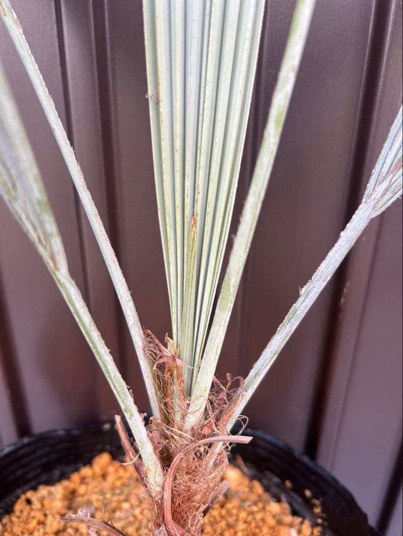 ブラヘア アルマータ K特白個体